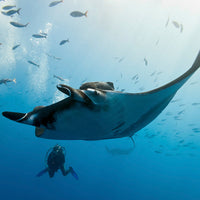 LIVEABOARD - 4 days/ 3 nights - M/V BAVARIA - Koh Bon, Tachai, Koh Surin, Richelieu Rock (max 13 dives)